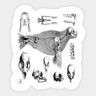 Sea Lion Seal | Ocean Animal Mammal Marine Life Sticker